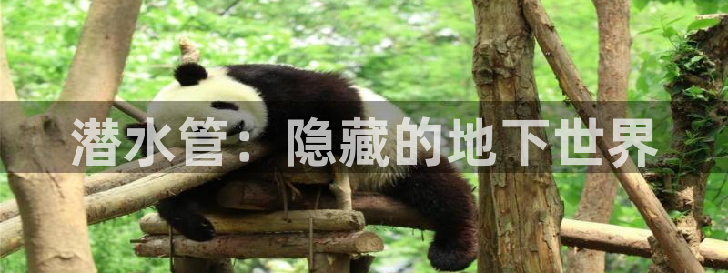 天辰娱乐招商