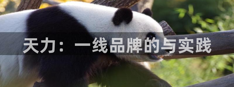 天辰娱乐老板