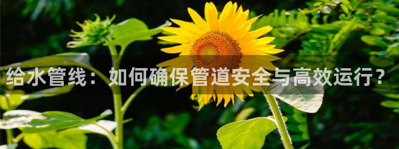 天辰娱乐黑人